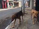 Cachorros de rua é tema abordado por vereador no Plenário