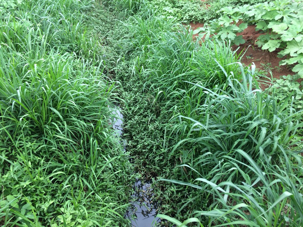 Vereador cobra por limpeza dos córregos na Taboa e Taquaruçu