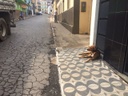 Vereador intensifica pedido no controle de animais de rua Vereador intensifica pedido no controle de animais de rua