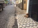 Vereador intensifica pedido no controle de animais de rua